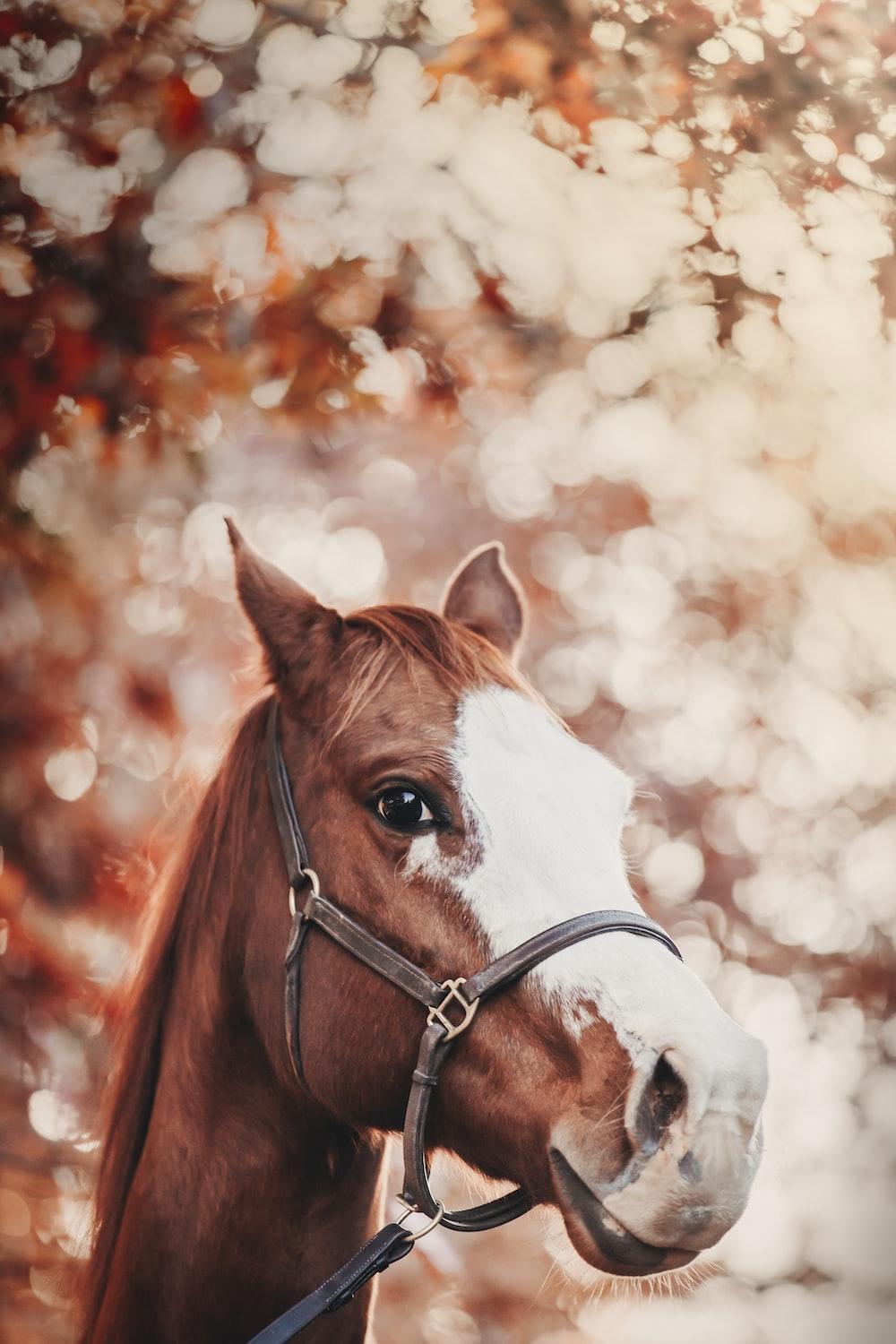 1000x1500 brown and white horse in close up photography photo