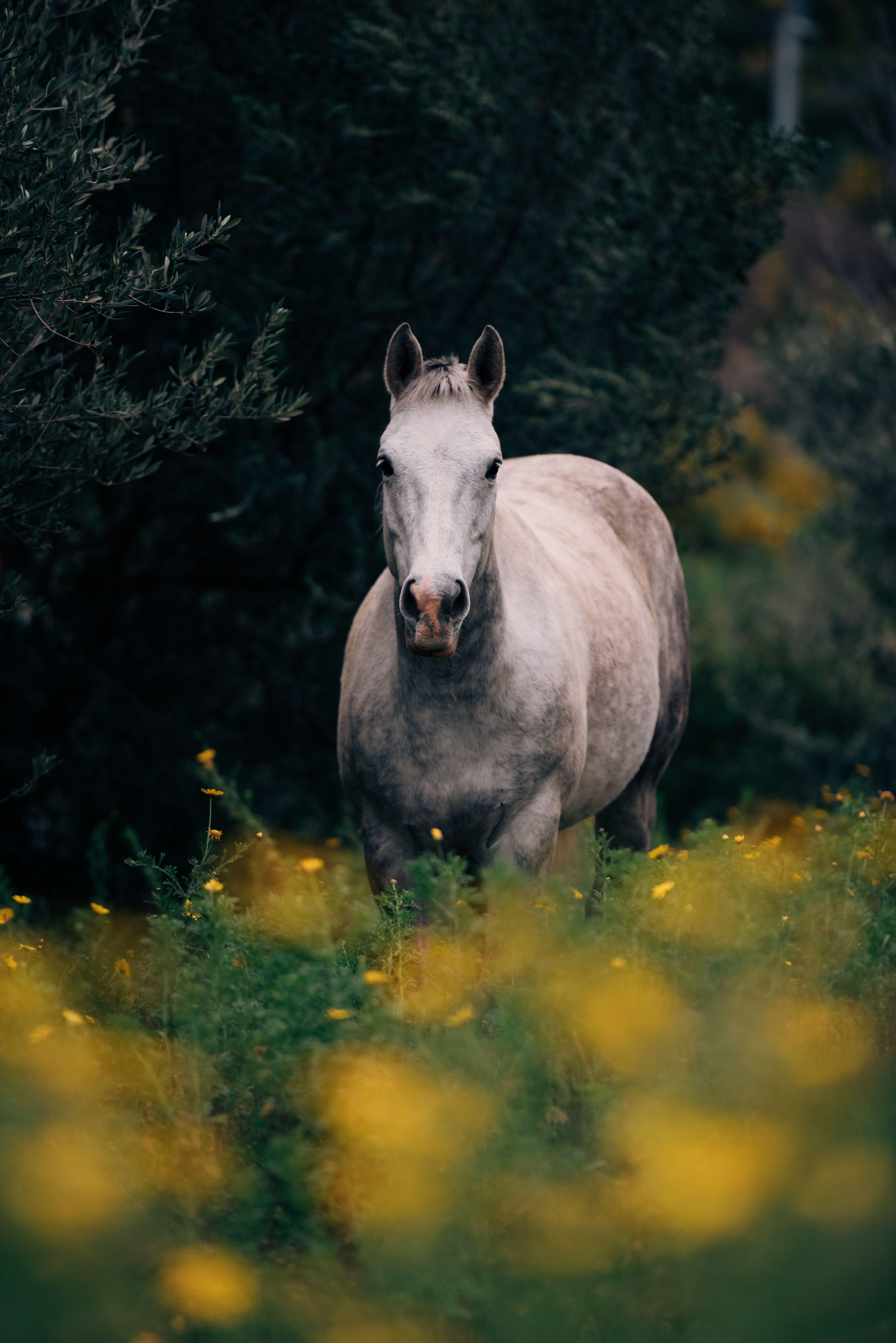 4912x7360 Natural Beautiful Horse Wallpaper