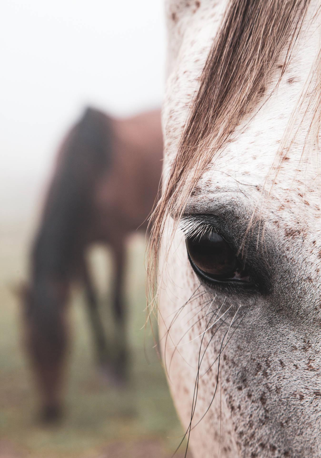 1349x1920 Download Horse Wallpaper