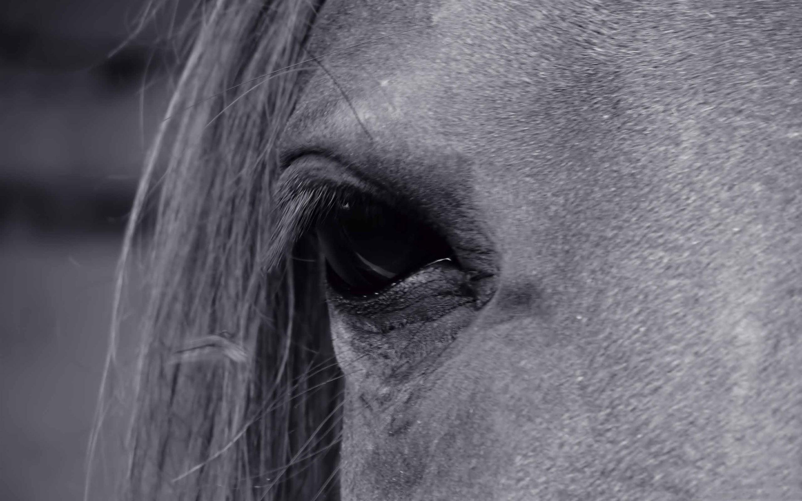 2560x1600 Best Horse Mac Wallpaper Free HD Download