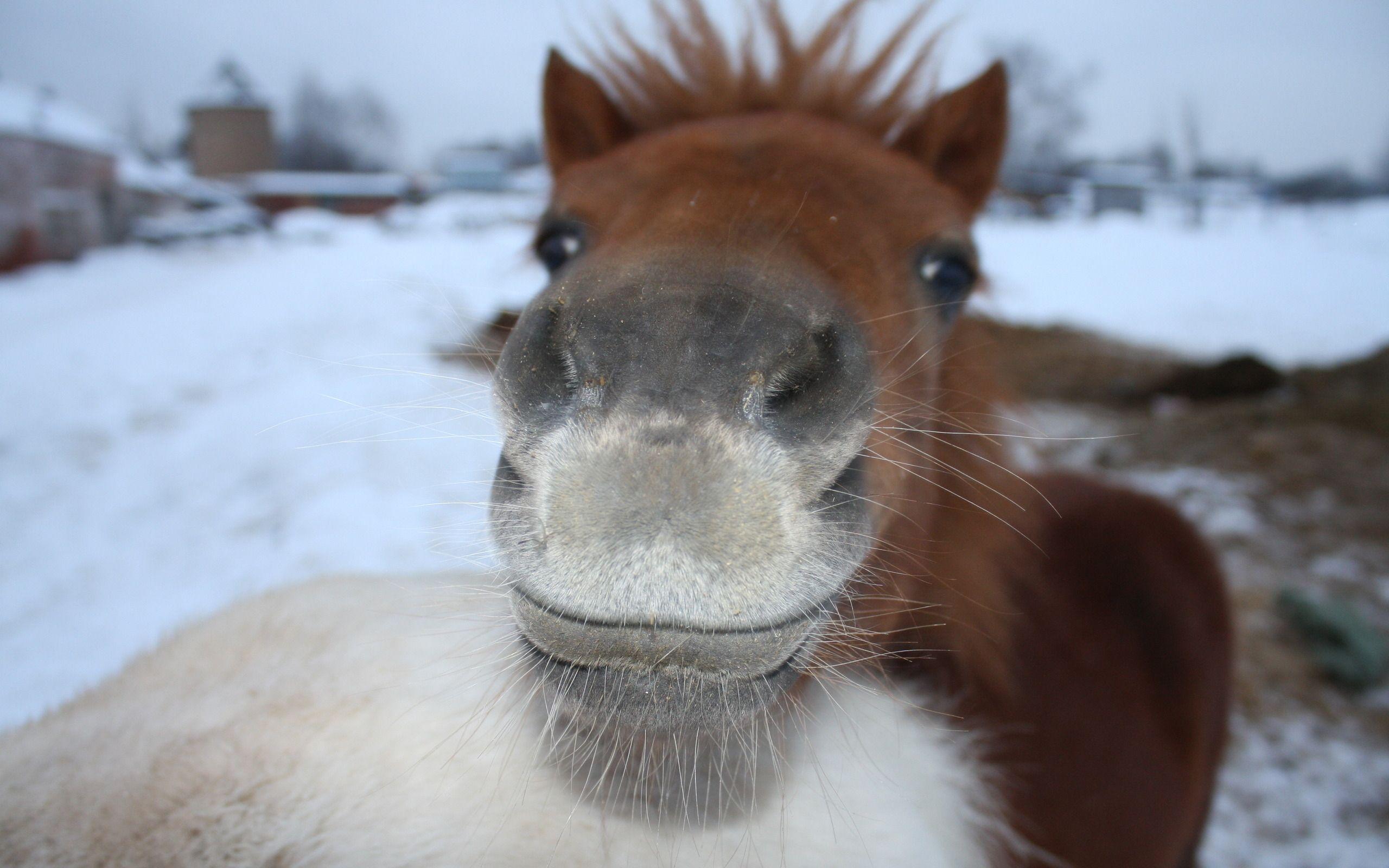 2560x1600 Cute Horses Wallpaper
