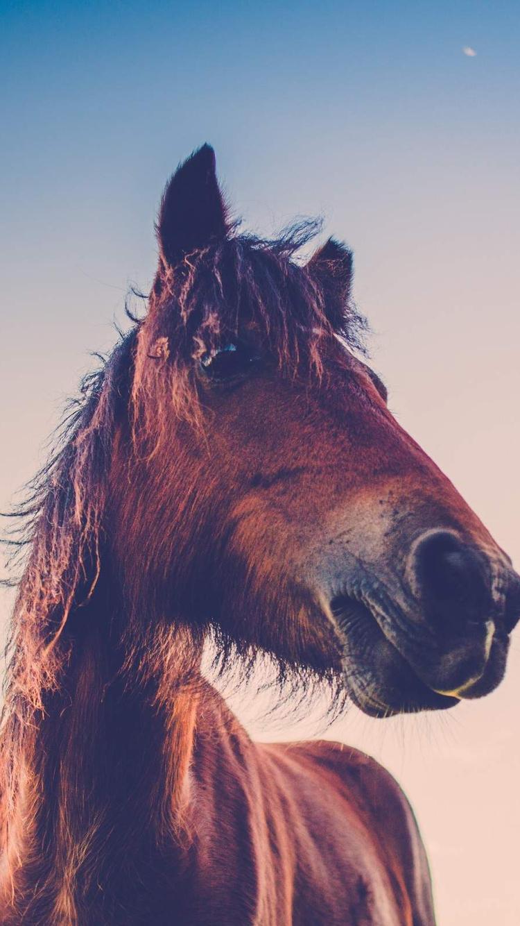 750x1334 Download Horse face, Horse, Face Wallpaper in 750x1334 Resolution