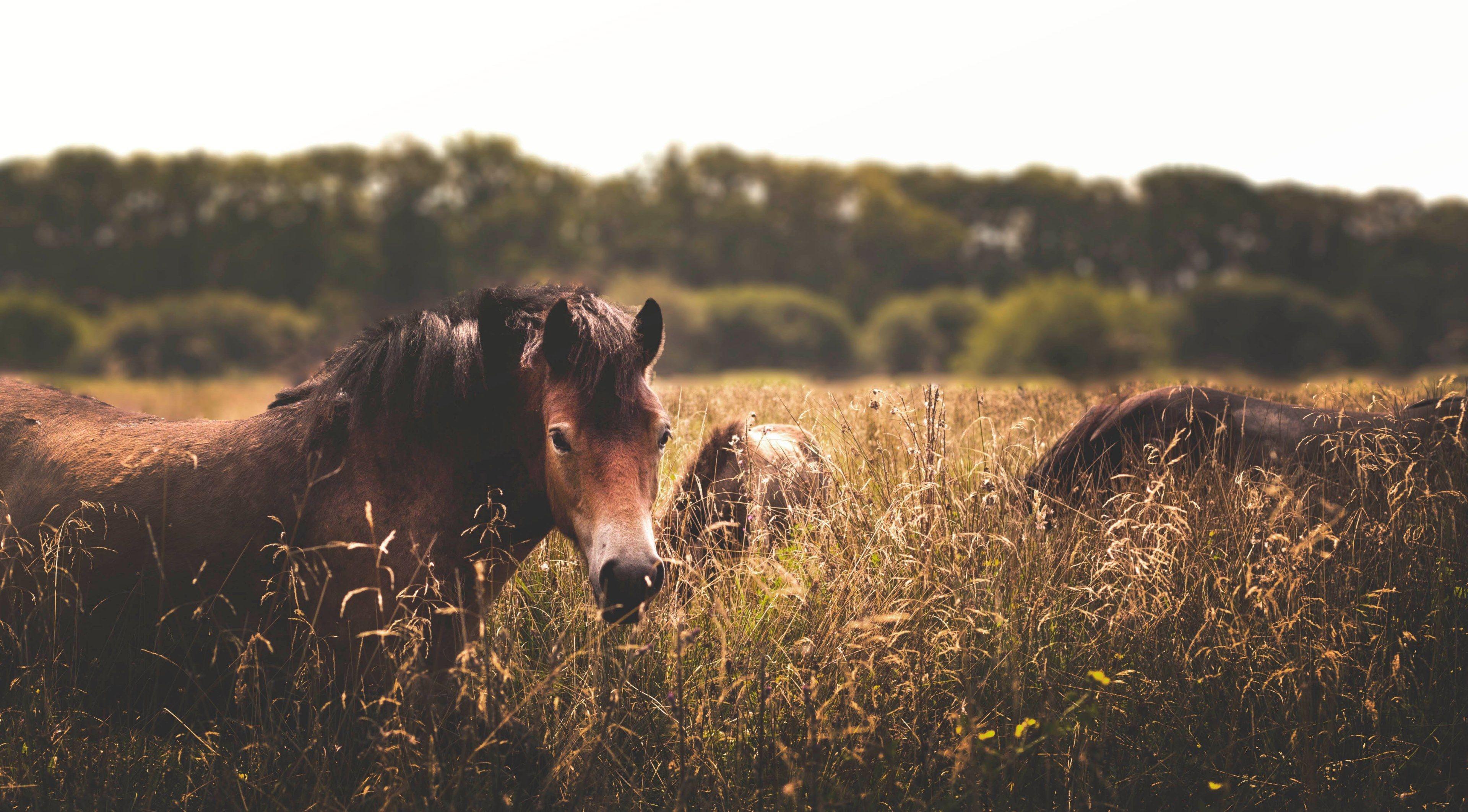 3840x2125 Horse Wallpaper HD for Desktop