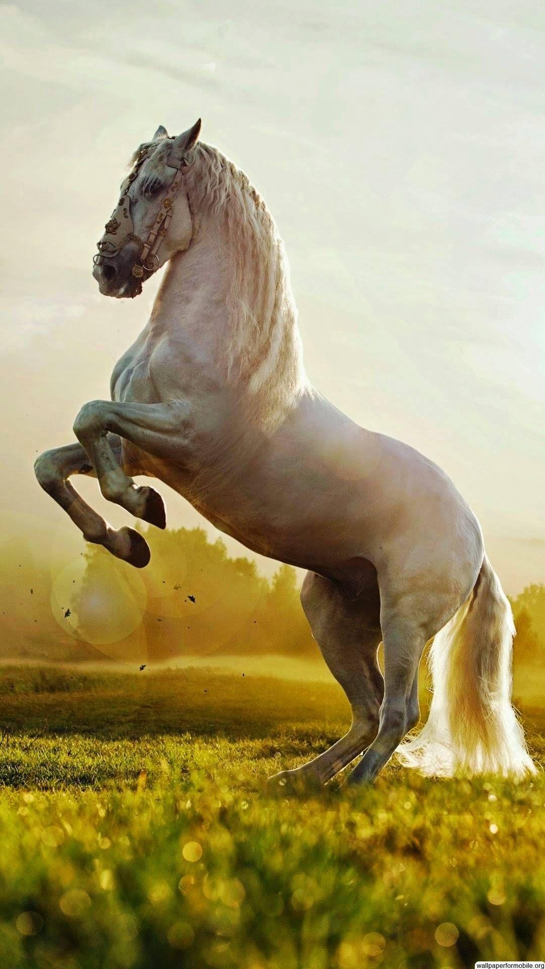 1080x1920 Winter Horse iPhone Wallpaper