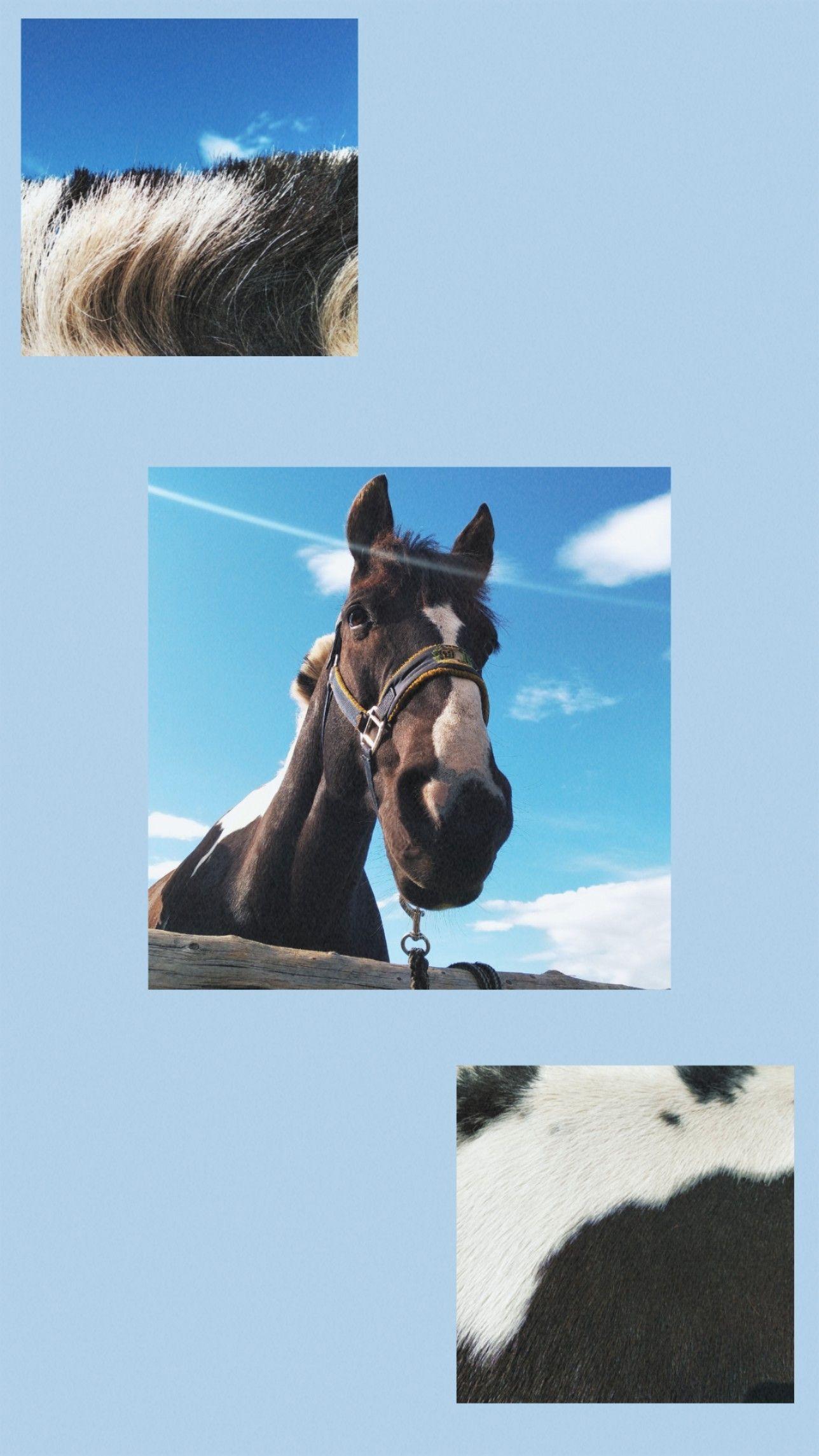 1288x2289 horse #horses #equestrian #wallpaper #aesthetic. Horse wallpaper, Cute horse picture, Horse aesthetic