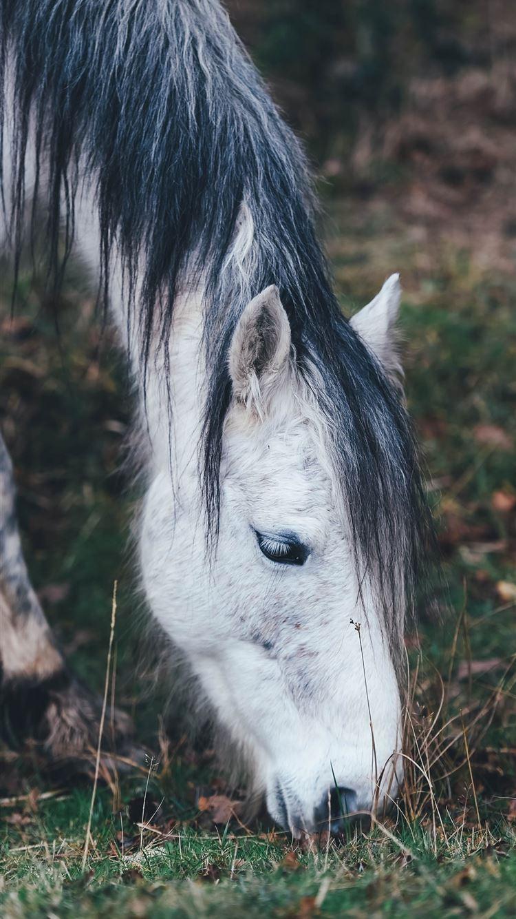 750x1334 white horse grazing on grass in selective focus ph. iPhone 8 Wallpaper Free Download