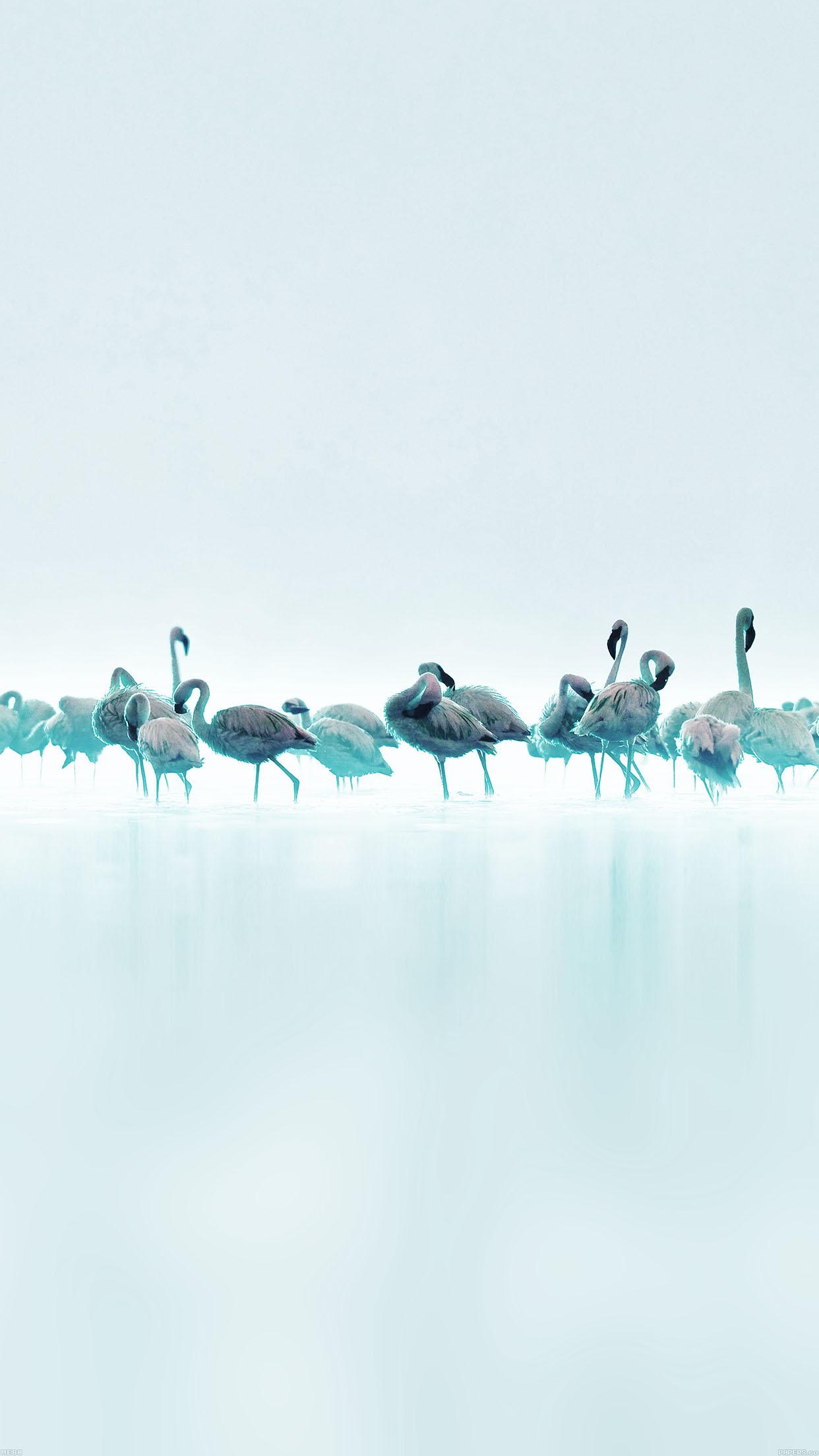 1242x2208 Flamingos Blue Peace Animal Nature Birds