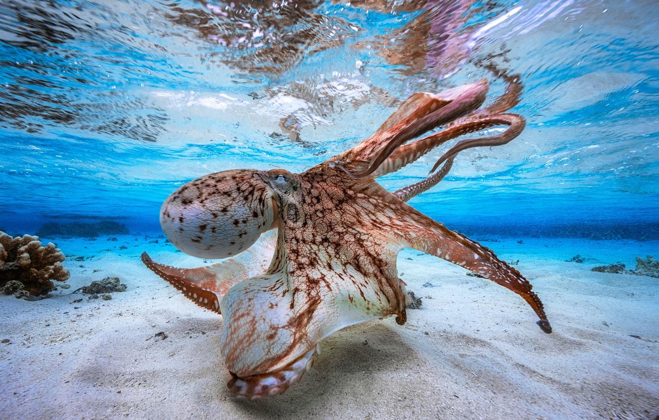 1332x850 Wallpaper ocean, octopus, sand image for desktop, section животные