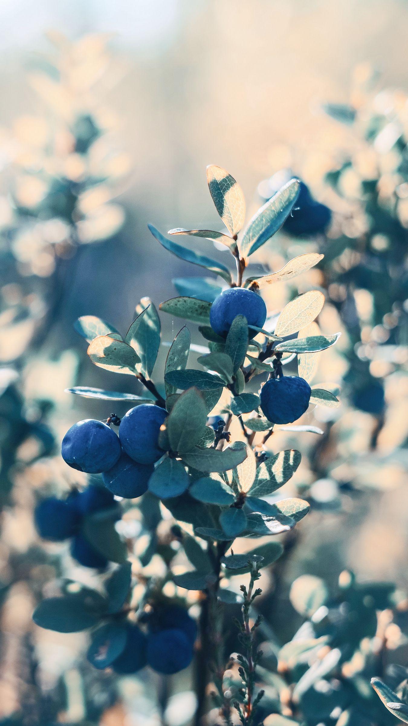 Blueberry HD Wallpapers - Top Free Blueberry HD Backgrounds