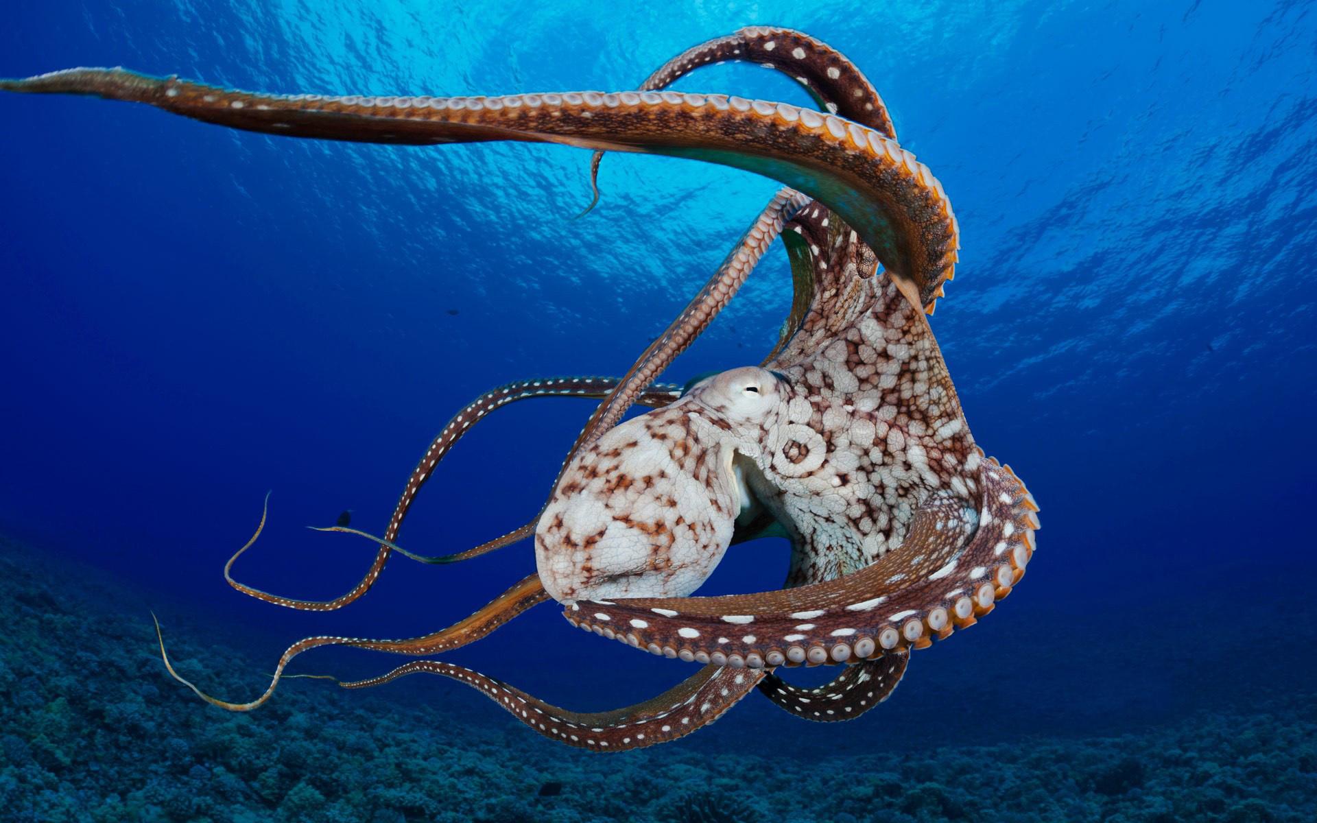 octopus presto