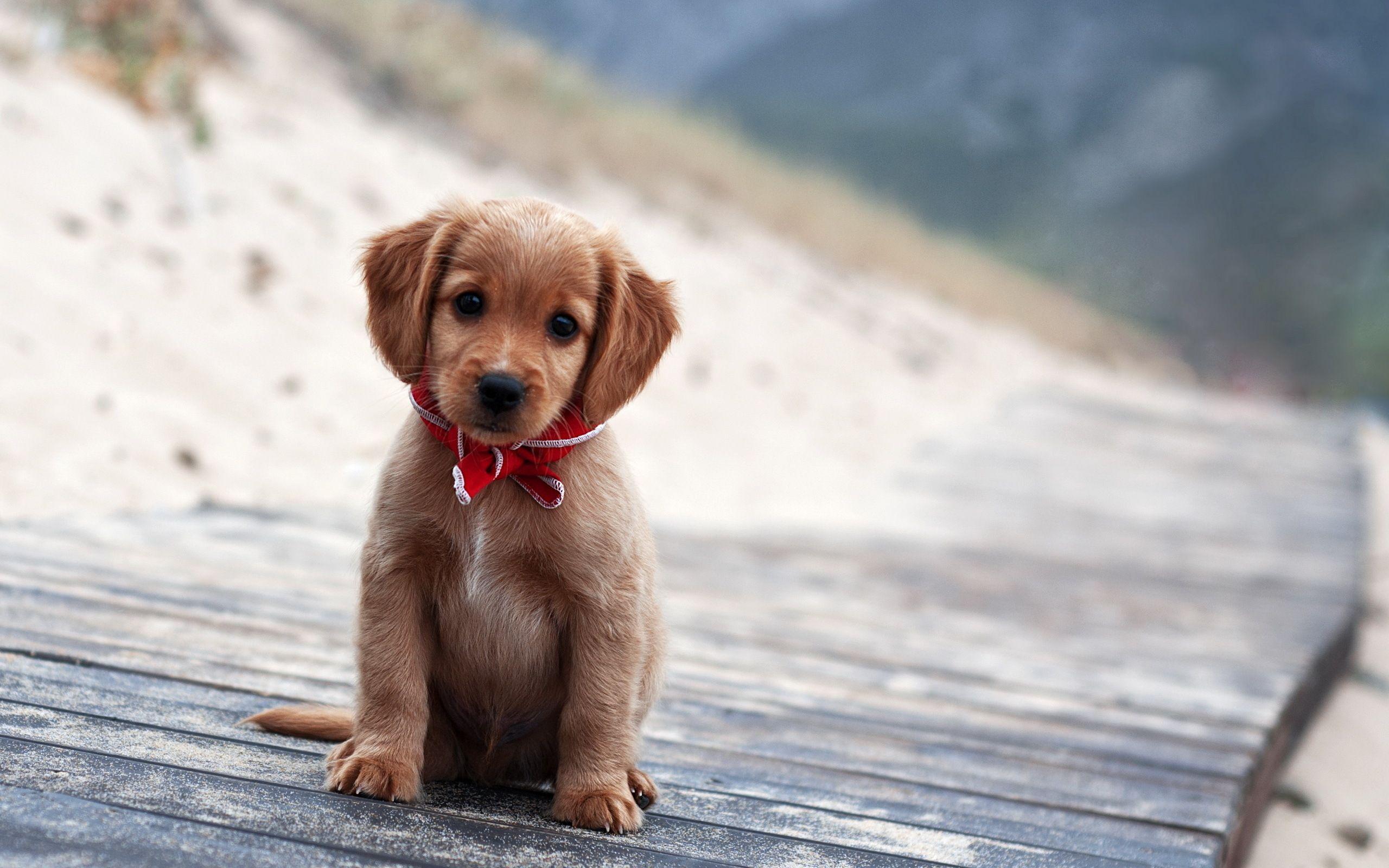 Cute Winter Puppy Wallpapers - Top Free
