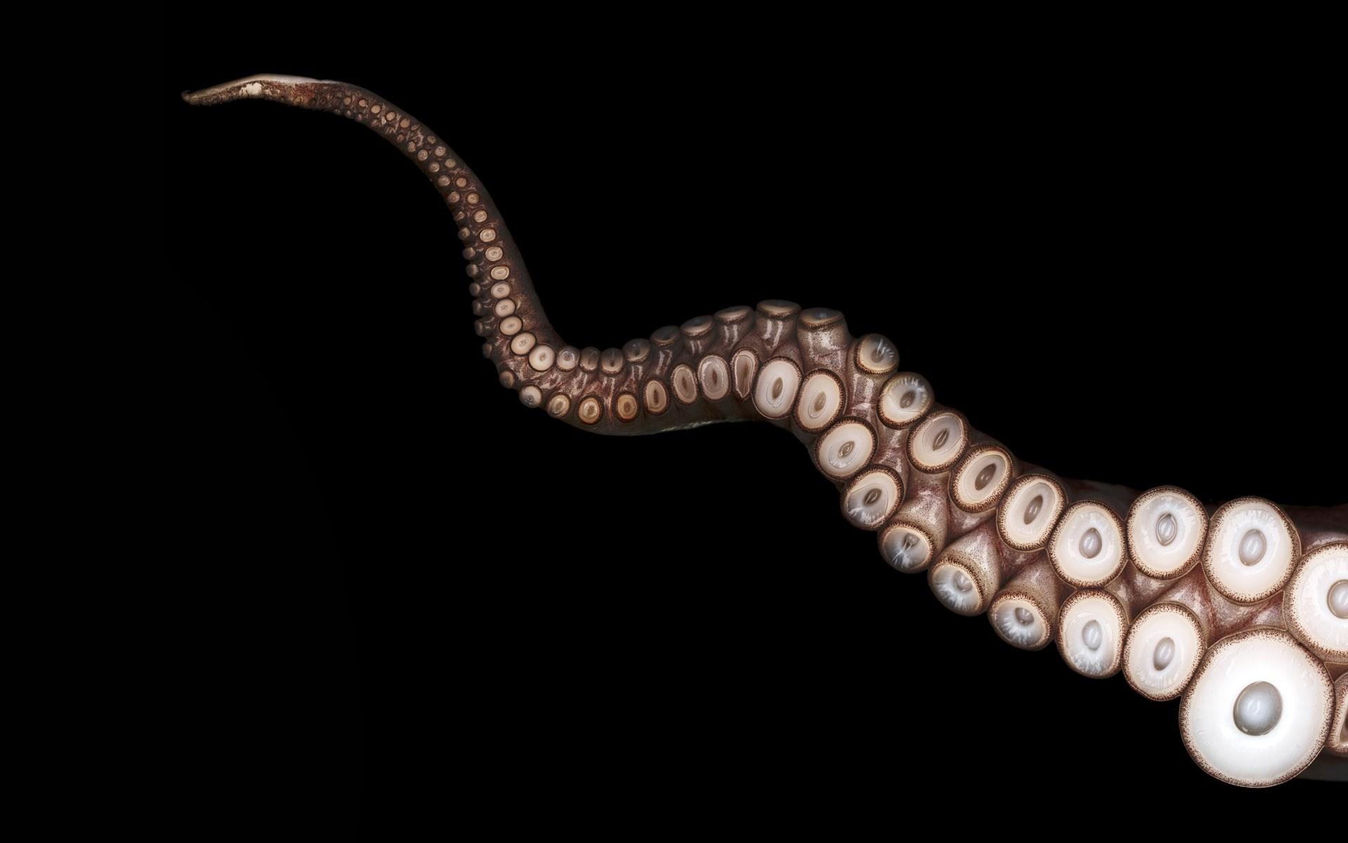1920x1200 HQ Definition Wallpaper Desktop octopus Gallery HD Wallpaper