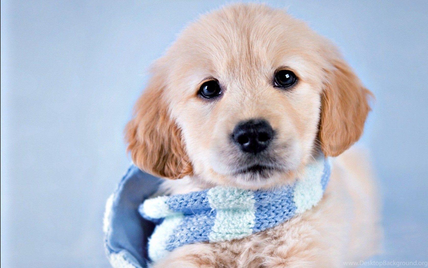 1680x1050 Dogs: Puppy Animal Rachael Hale Winter Blue Scarf Dog Cute Catei