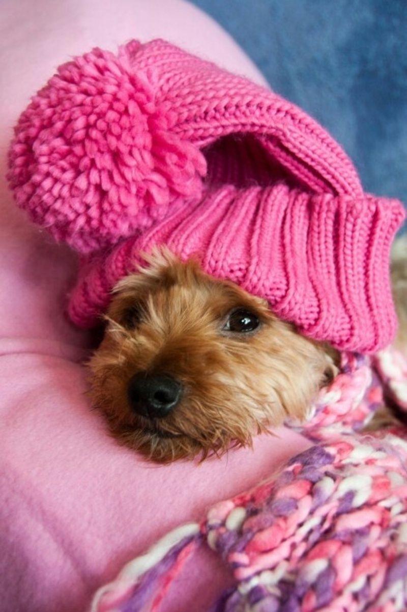 800x1202 Picture of Cute Pink Puppies Wallpaper