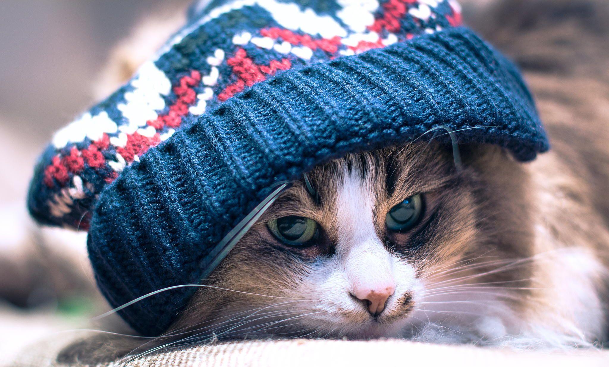 2048x1235 Winter Pet Wallpaper