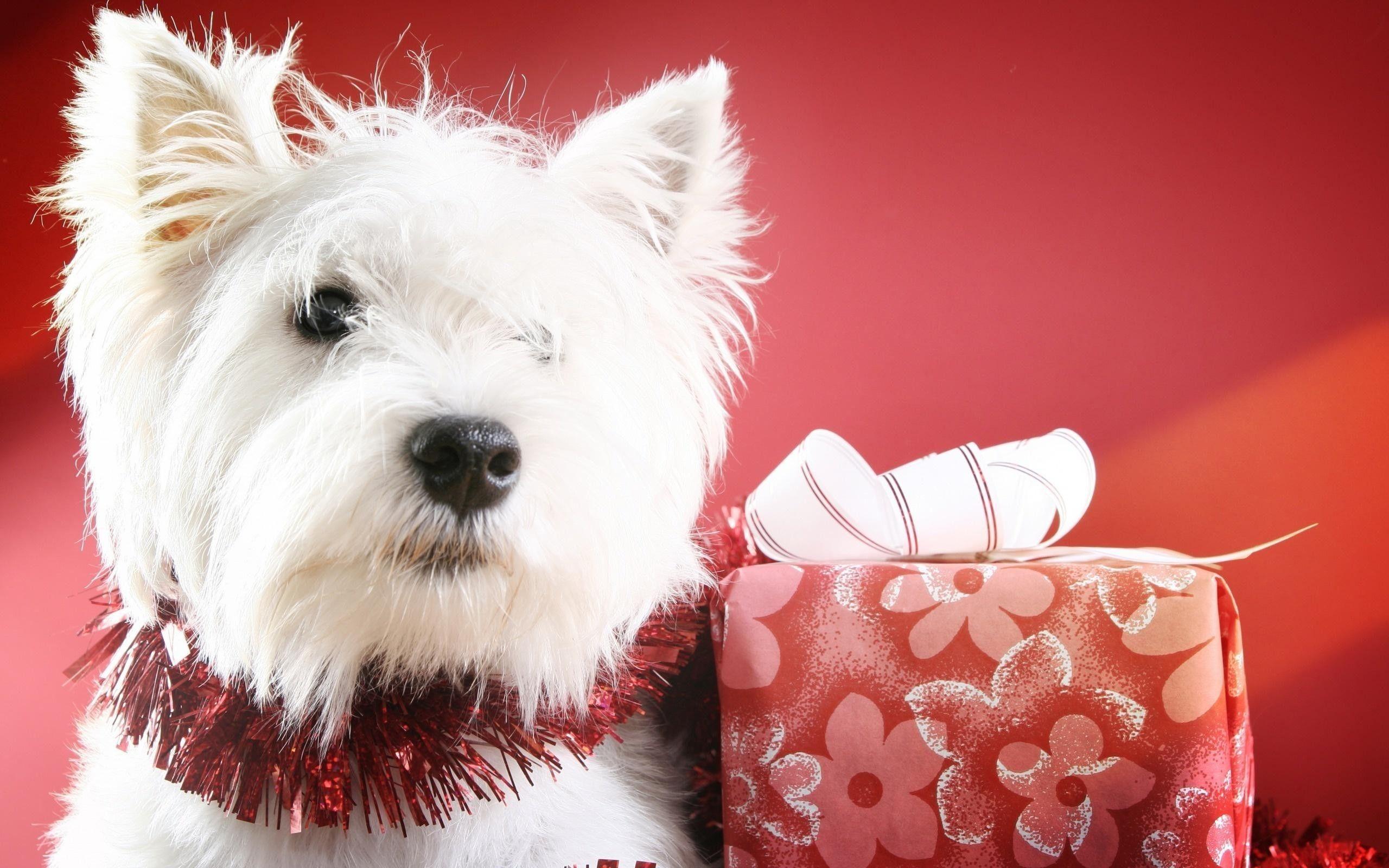 Cute Winter Puppy Wallpapers - Top Free Cute Winter Puppy Backgrounds