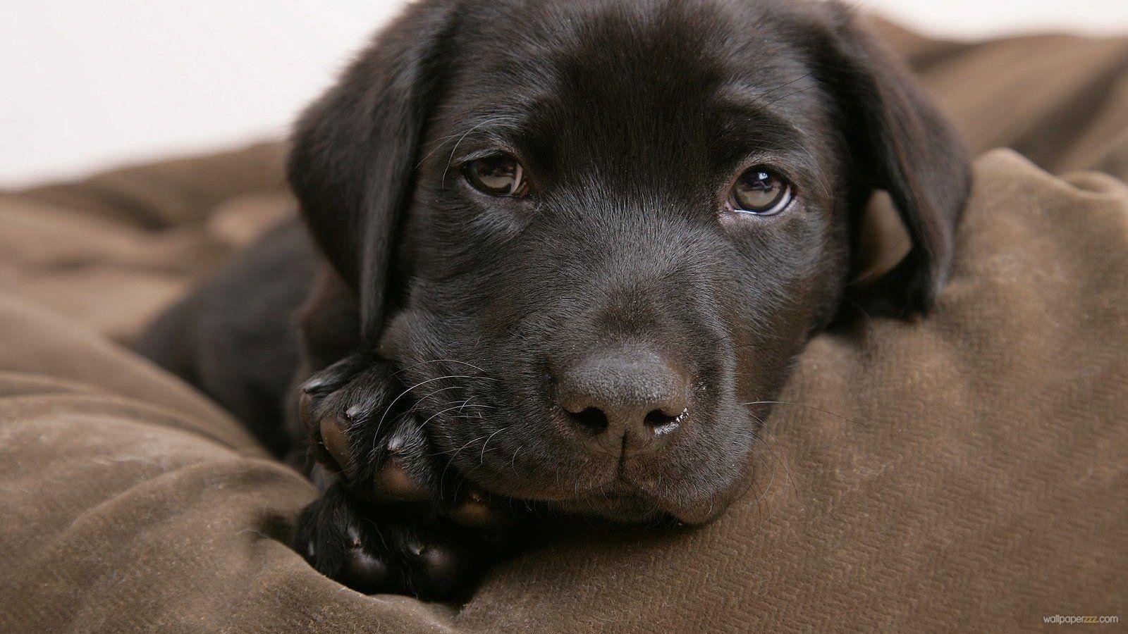 1600x900 Cute Winter Puppy Wallpaper