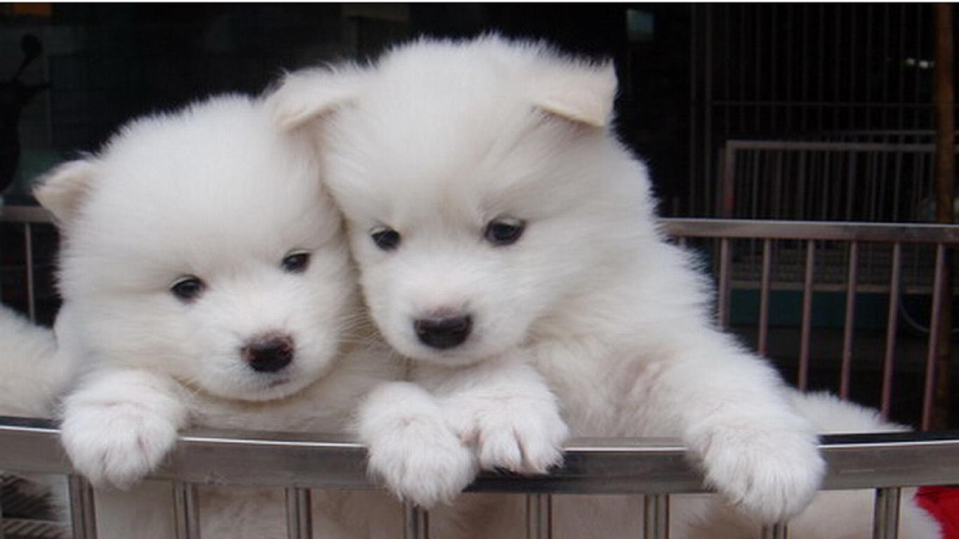 Cute Samoyed Dog Wallpapers - Top Free Cute Samoyed Dog Backgrounds ...