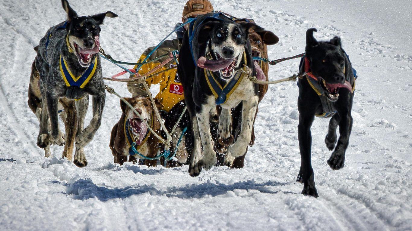 1366x768 Dogs: Animals Still Snow Winter Dogs Dog Puppies Wallpaper HD 16:9