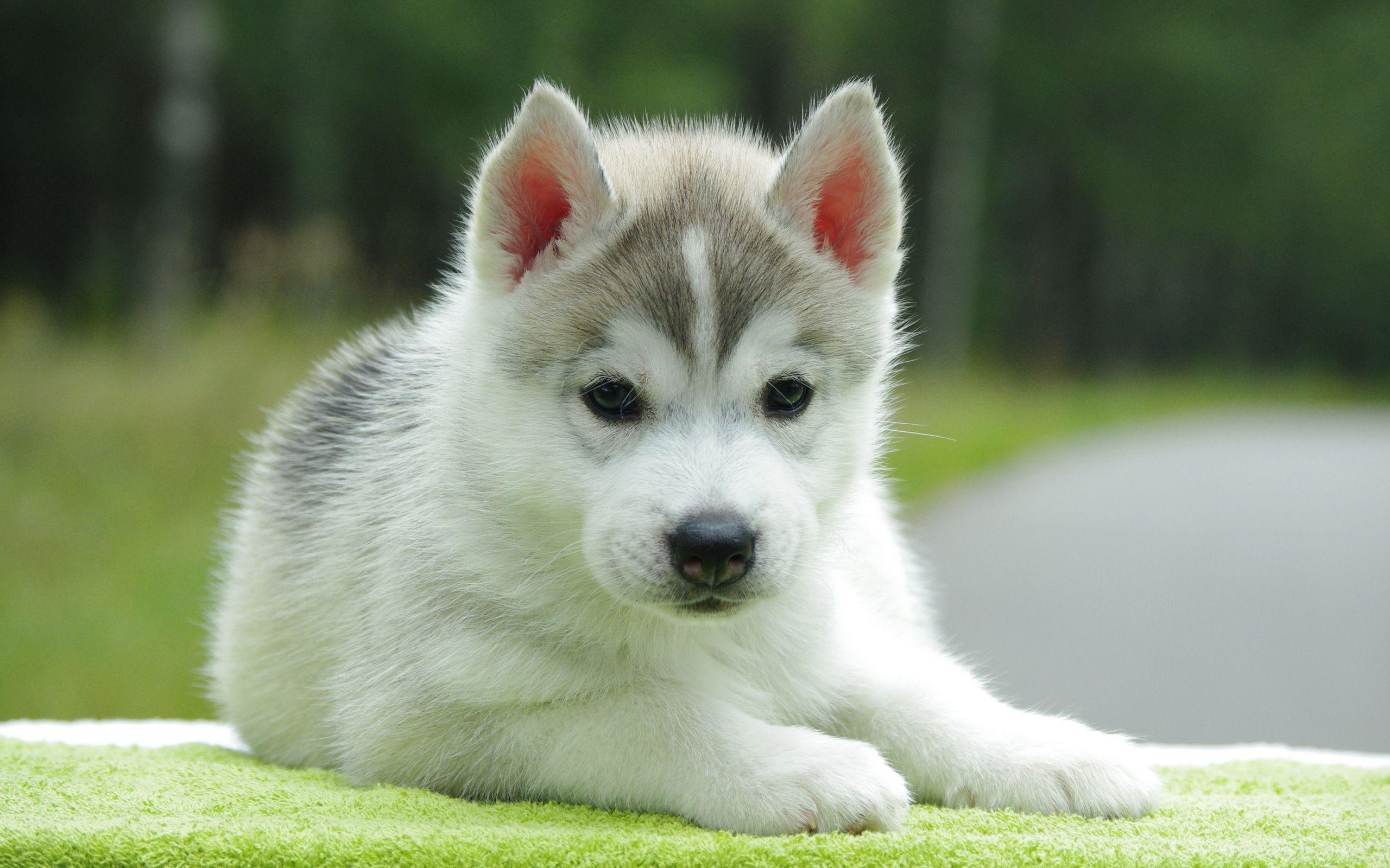 2560x1600 Pics Cute Puppies
