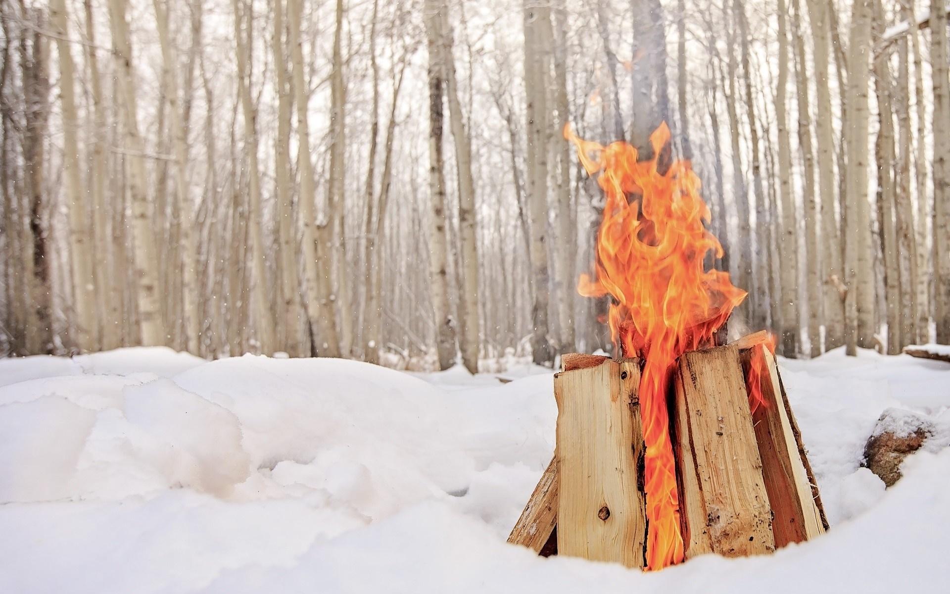 1920x1200 trees, snow, winter, wood, cold, fireplace, Freezing, tree, autumn, weather, season, footwear Gallery HD Wallpaper