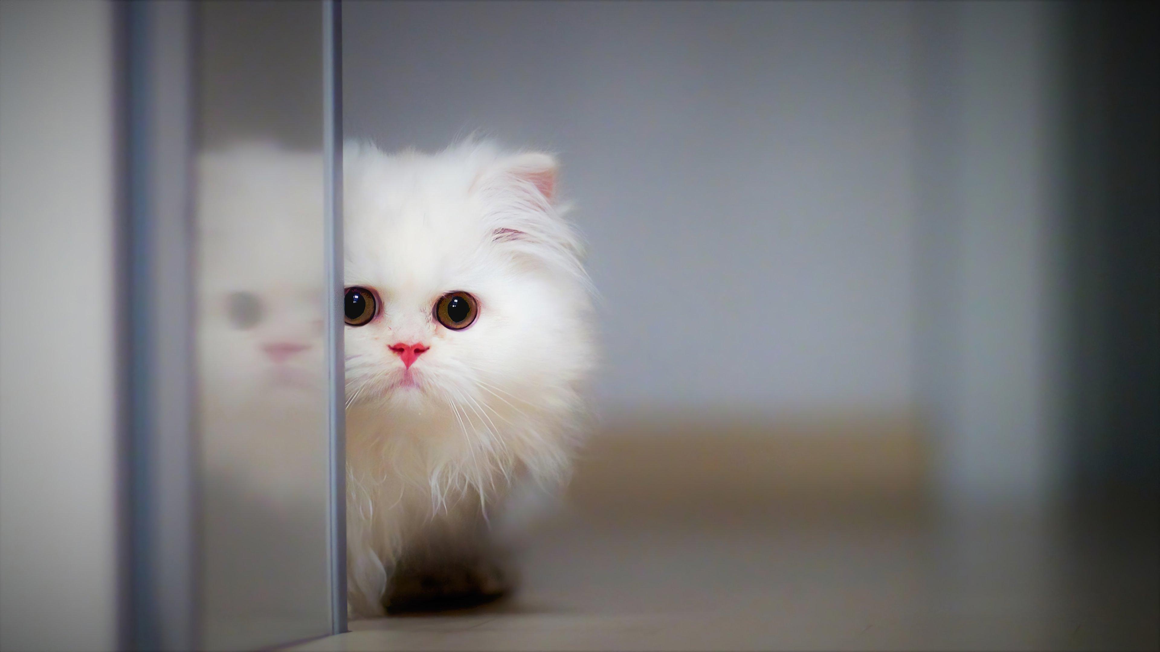 3840x2160 Fluffy cat Wallpaper 4K for Desktop