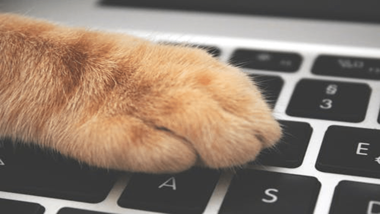 1280x720 Cats HD 4K Wallpaper & background:Amazon.ca:Appstore for Android