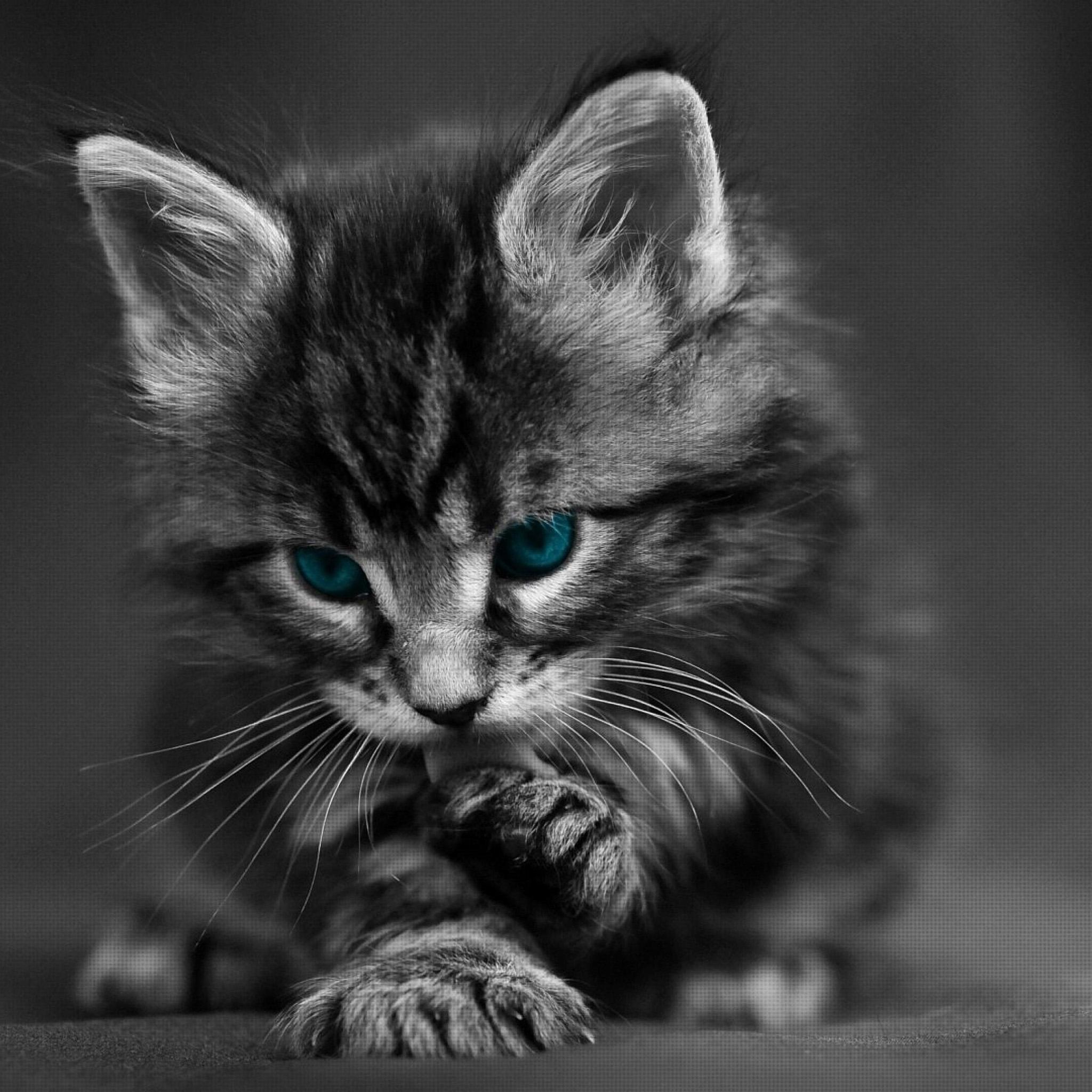 4K Cat Wallpapers Top Free 4K Cat Backgrounds WallpaperAccess