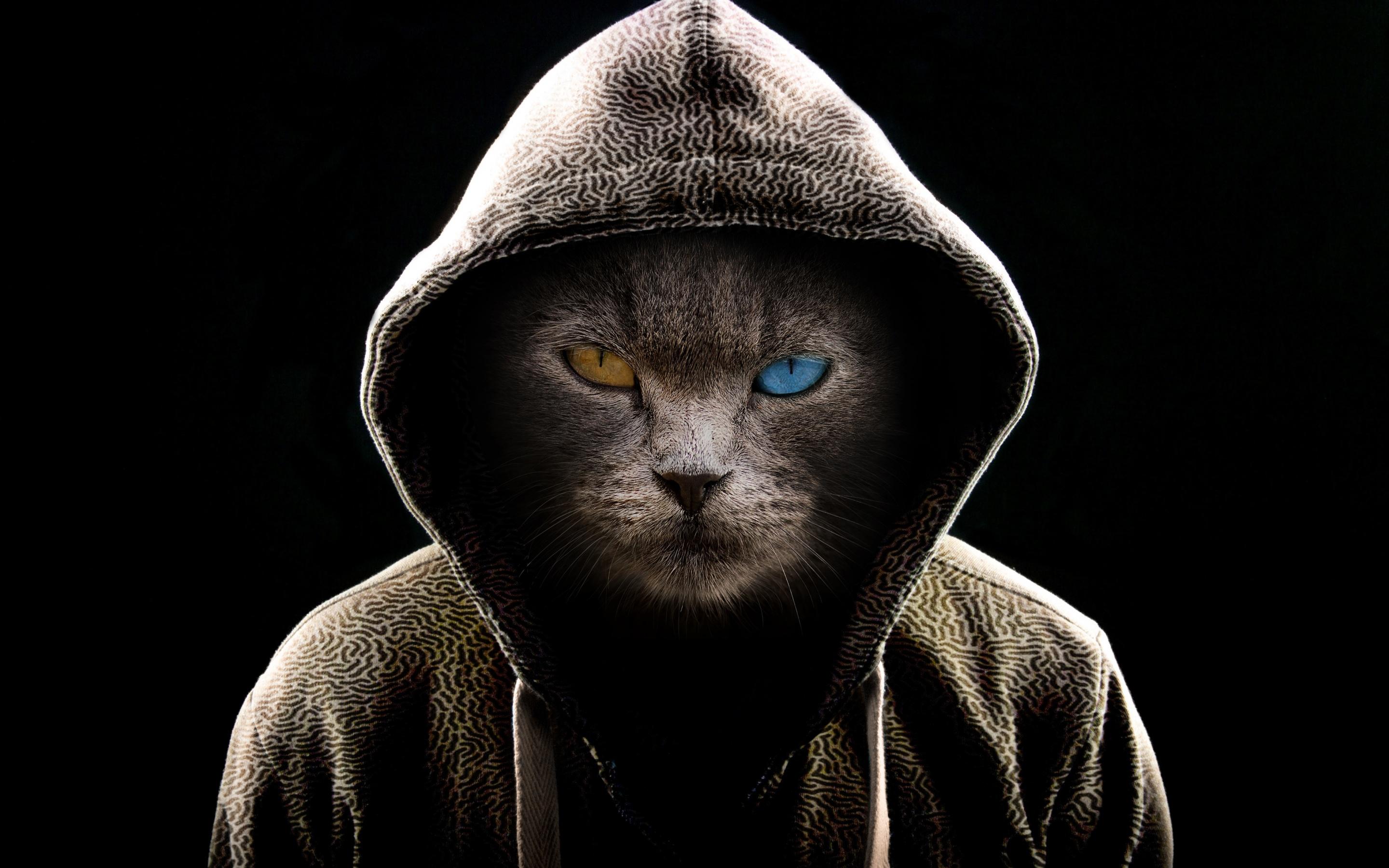2880x1800 Scary Cat Wallpaper 4K, Hoodie, Animal Portrait, Animals