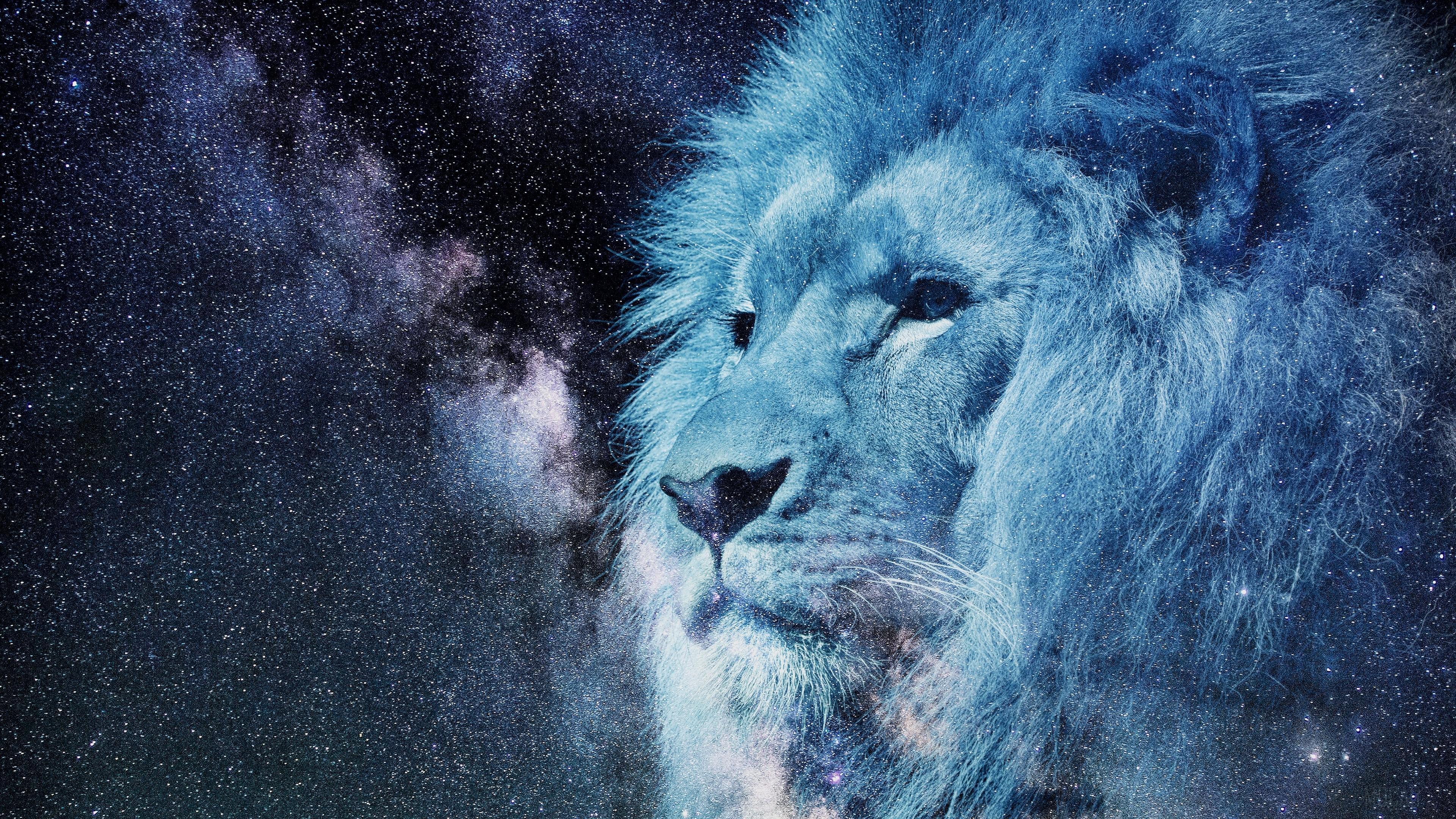 3840x2160 lion, muzzle, starry sky, stars, photohop, king of beasts, predator 4k Gallery HD Wallpaper