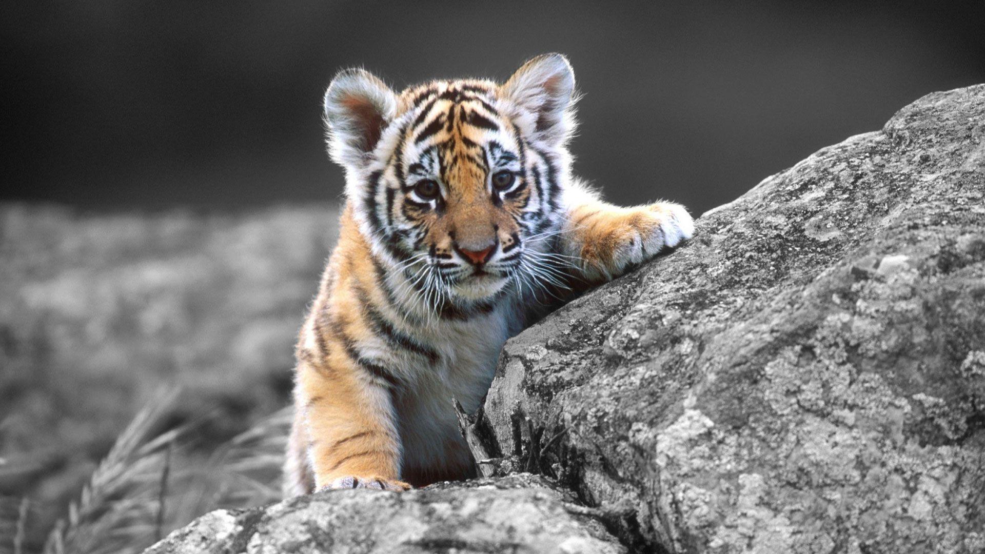 Cute Tiger Wallpapers - Top Những Hình Ảnh Đẹp