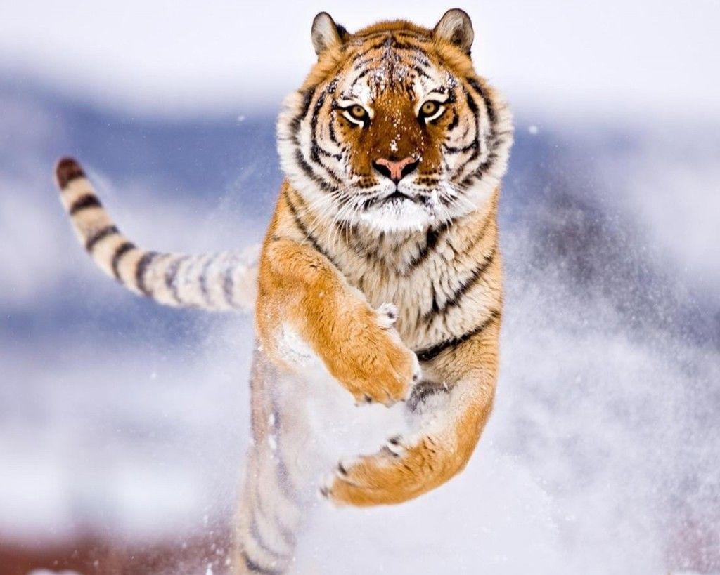 1024x819 Free Beautiful Tiger HD Wallpaper