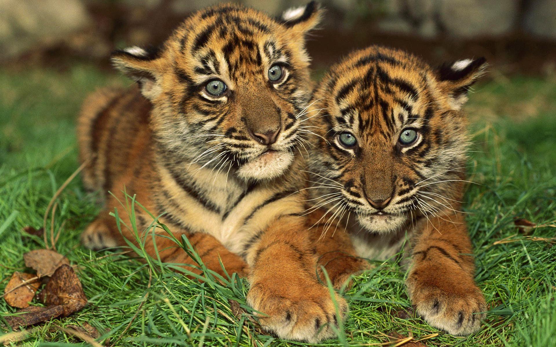 1920x1200 Cute Tiger Wallpaper 32044