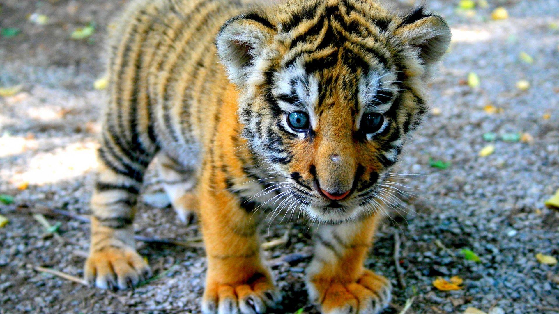 1920x1080 Cute Tiger Cub desktop PC and Mac wallpaper
