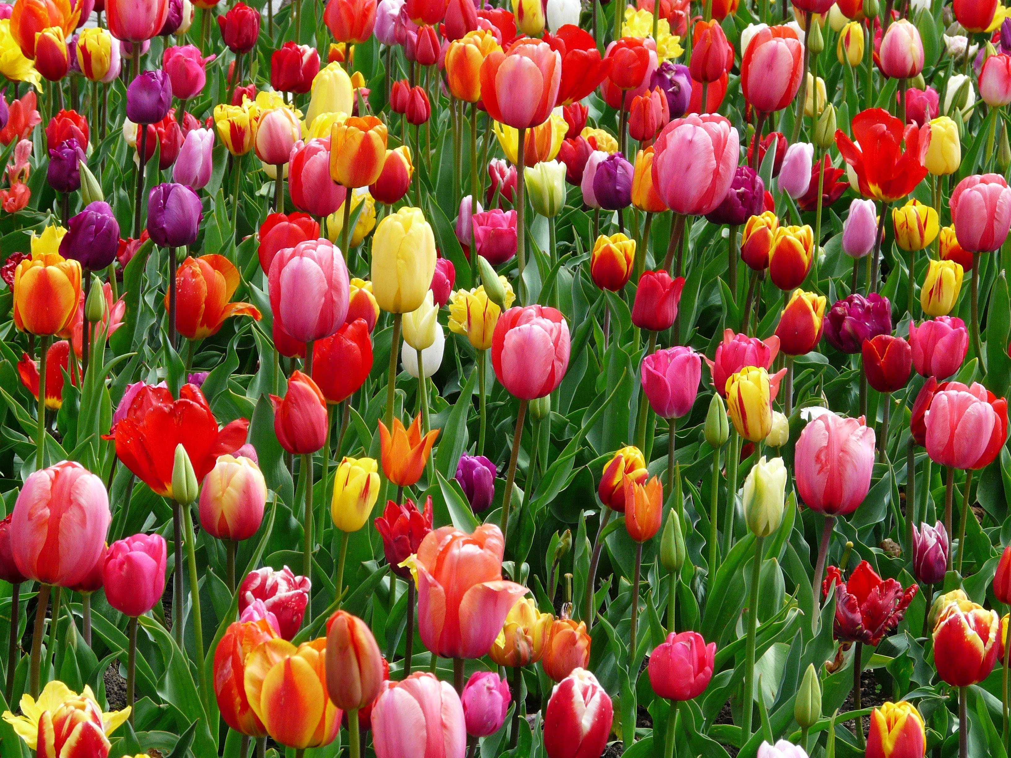 3264x2448 Spring Background Photo, Download