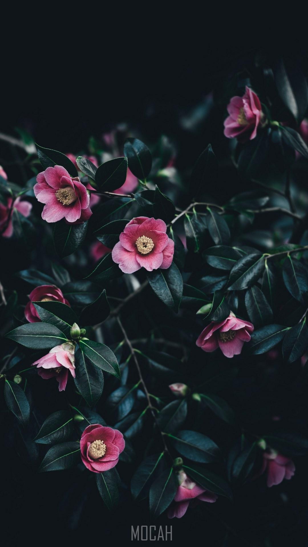 1080x1920 small pink camellia flowers among dark green leaves, camelias, Apple iPhone 6s Plus background hd, 1080x1920 Gallery HD Wallpaper