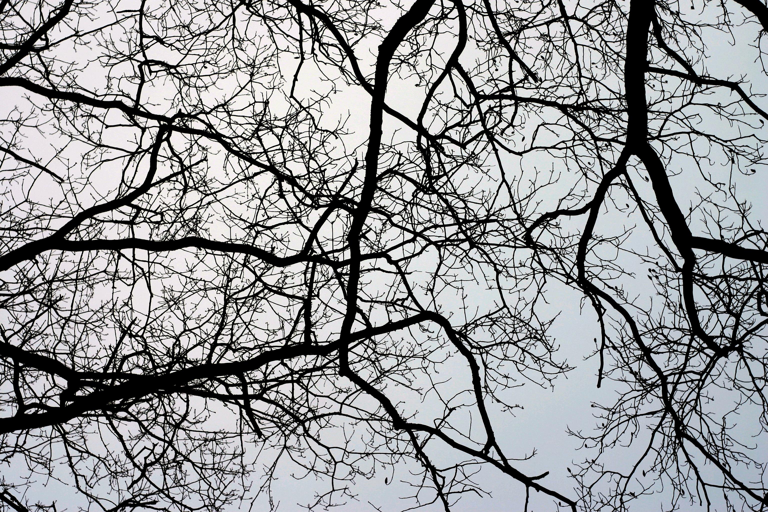 Dark Branches Wallpapers - Top Free Dark Branches Backgrounds