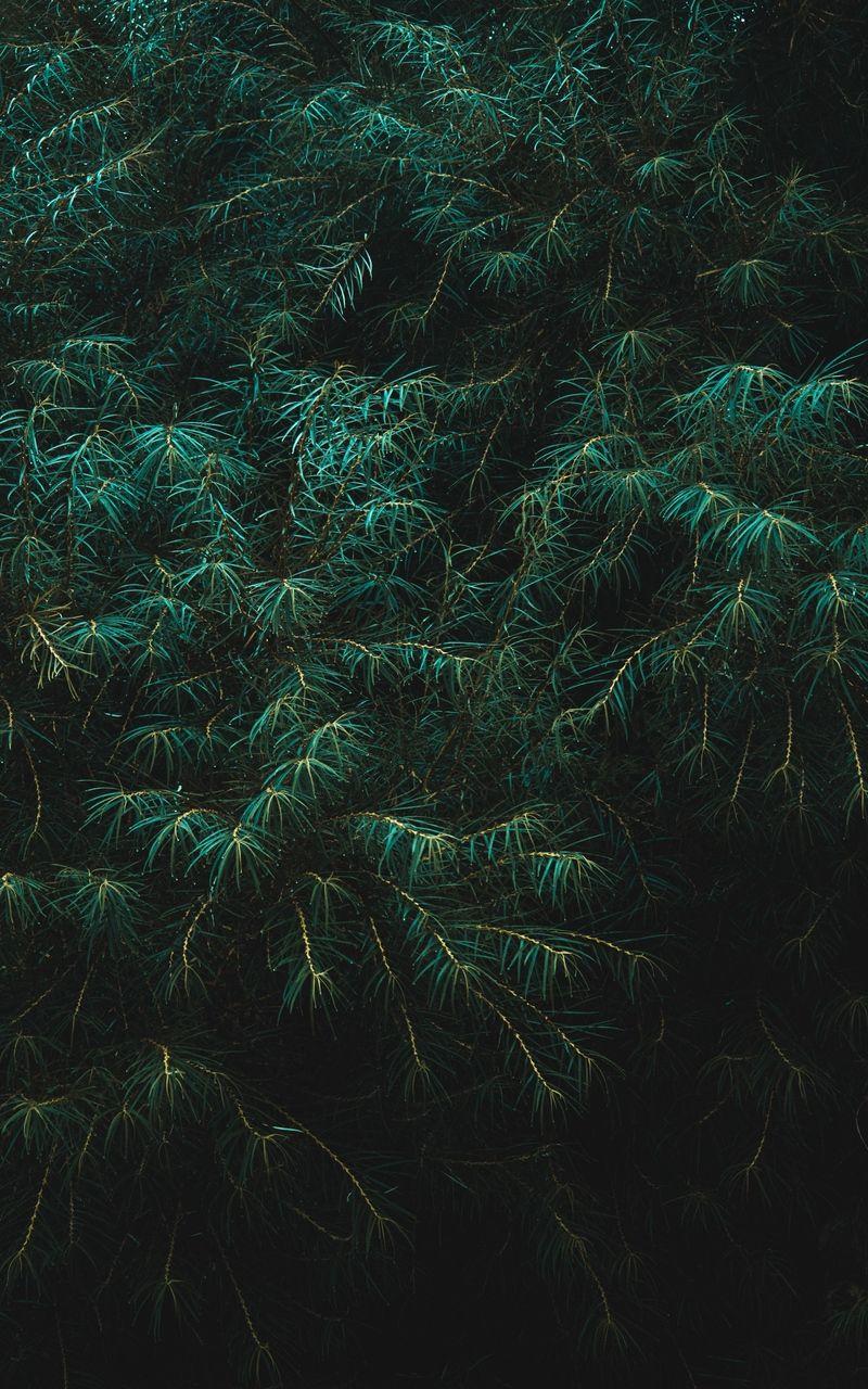 800x1280 Wallpaper branches drops leaves dark. Dark green aesthetic, Green aesthetic, Green wallpaper