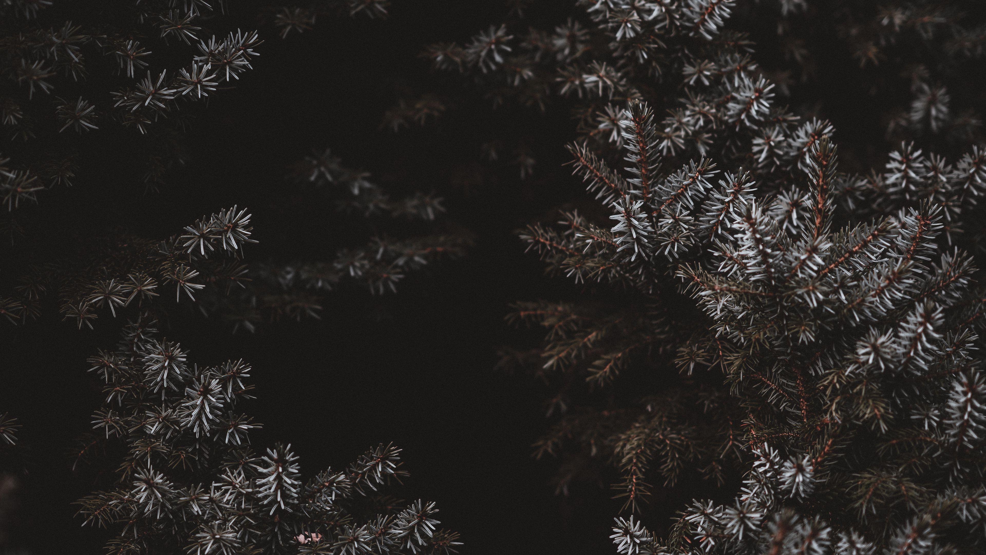 3840x2160 Wallpaper / branches, needles, frost, dark, 4k free download