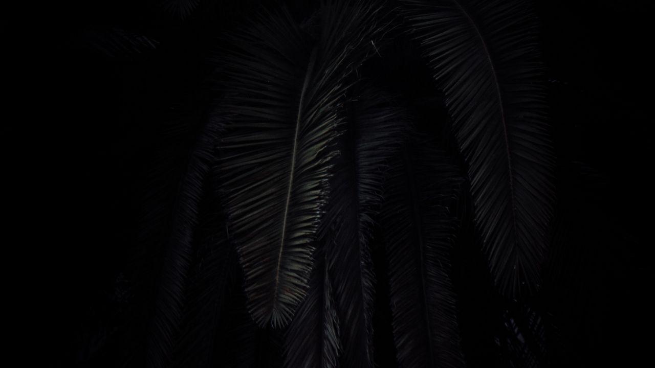 1280x720 Wallpaper palm tree, branches, dark, black hd, picture, image