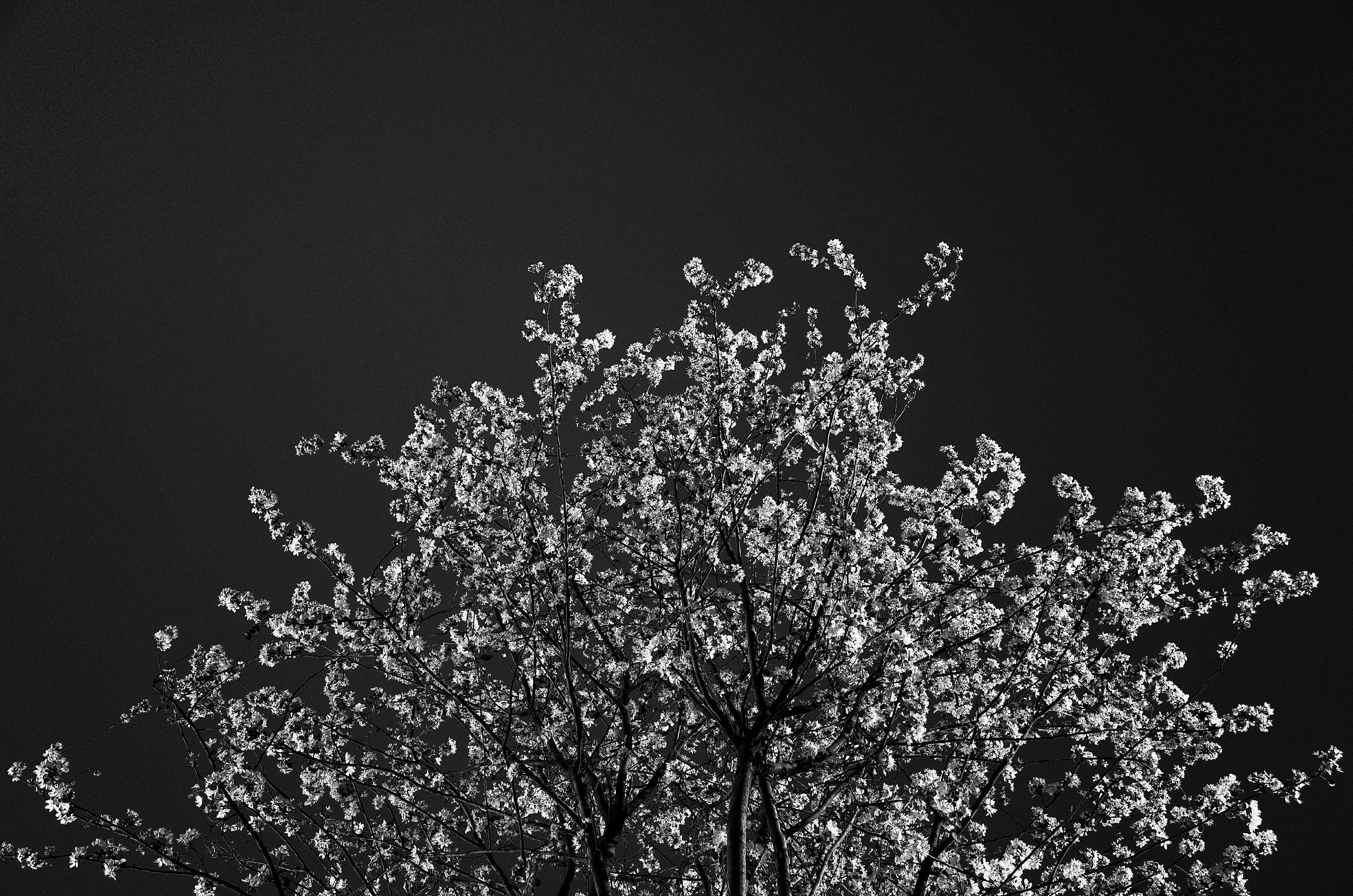 4928x3264 black and white, branches, dead, dying, gray, overcast, silhouette, sticks, trees, treetop, twigs 4k Gallery HD Wallpaper