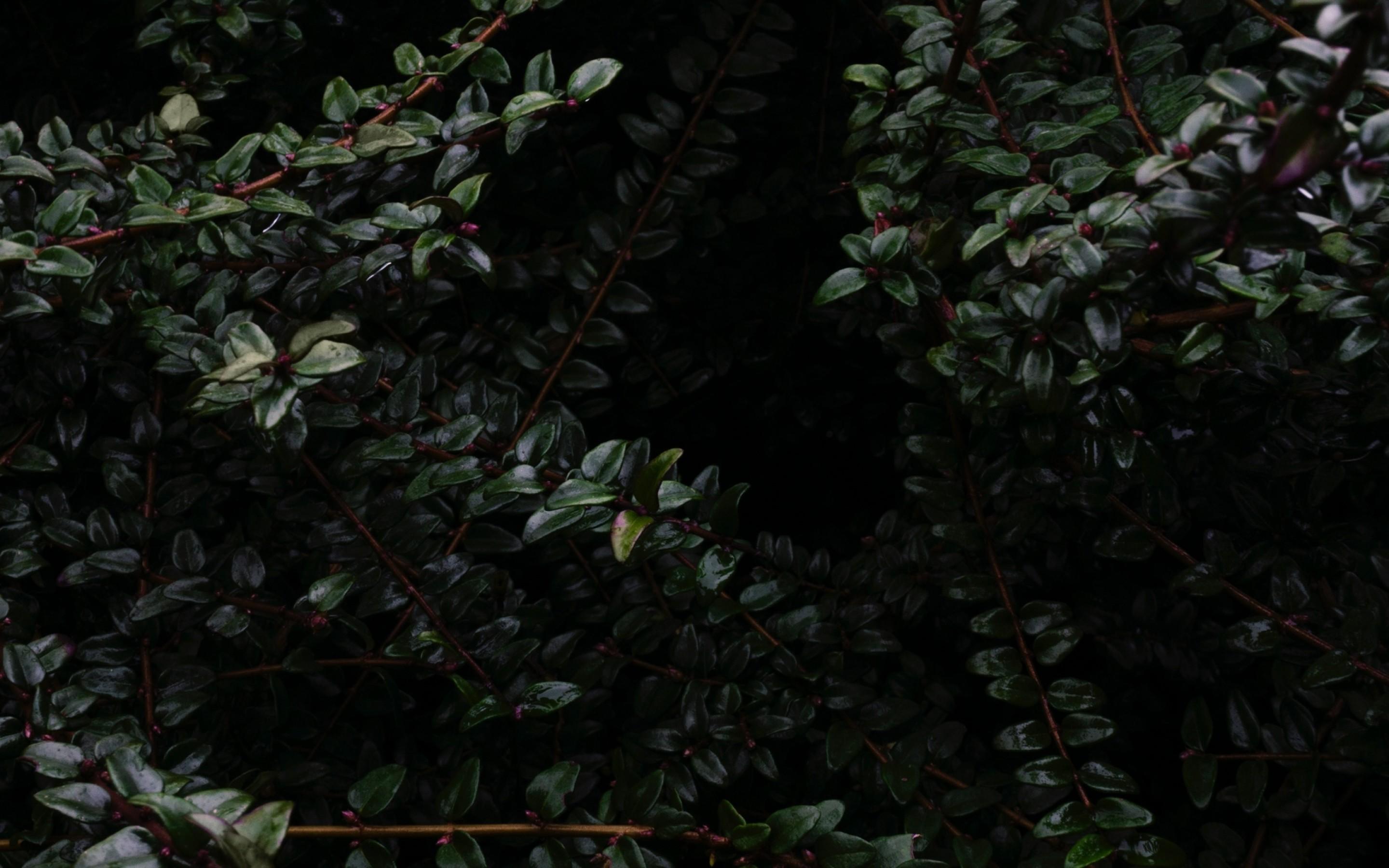 2880x1800 Dark green branches HD Wallpaper 15 Retina Macbook Pro