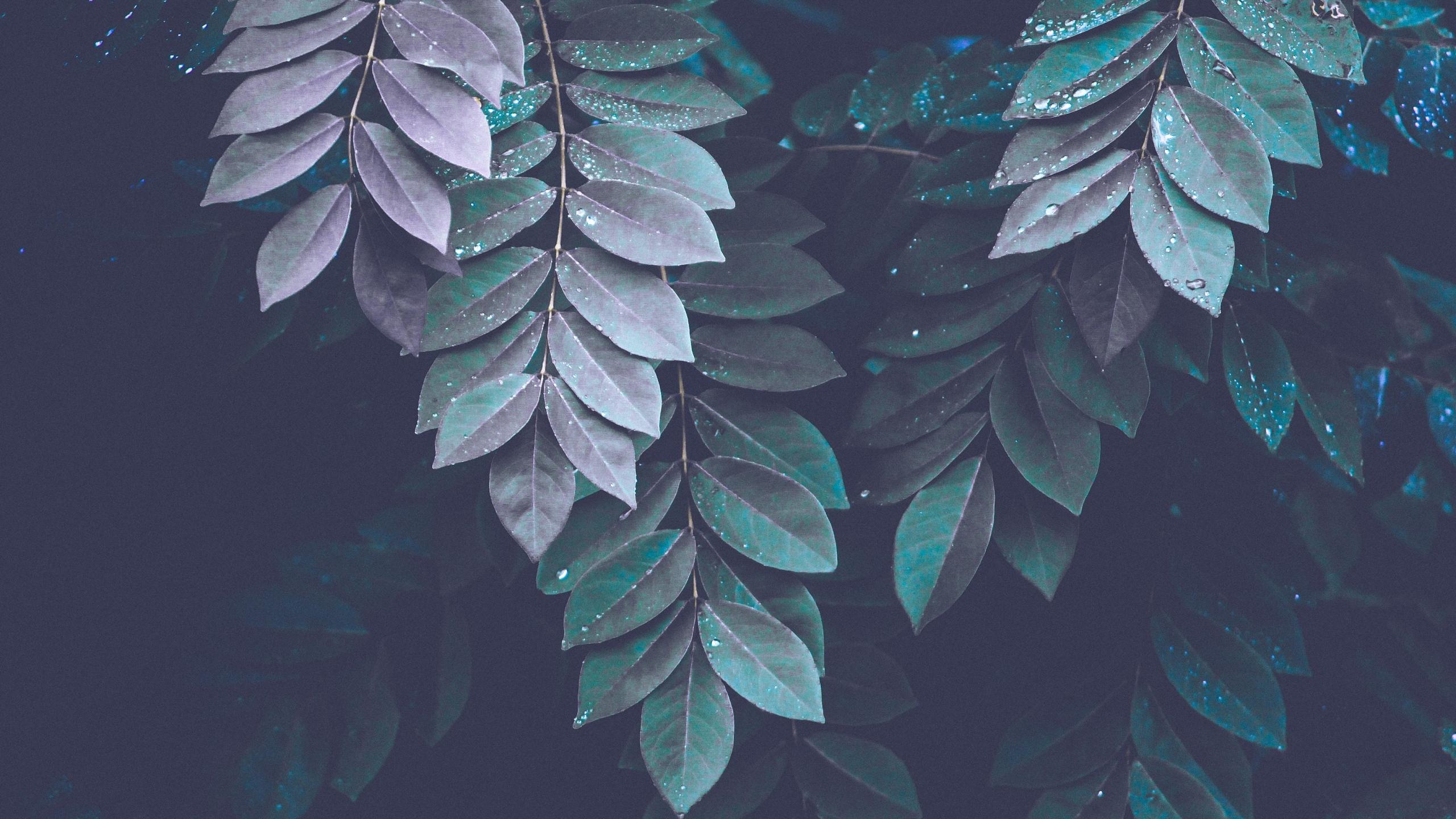 2560x1440 leaves, drops, branches, dark desktop PC and Mac wallpaper