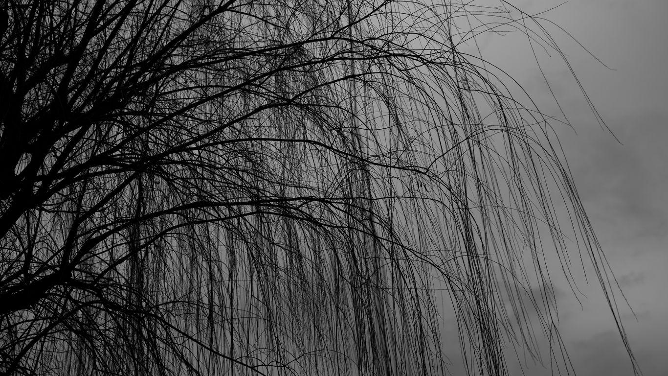 1366x768 Download wallpaper 1366x768 willow, tree, bw, branches, dark tablet, laptop HD background