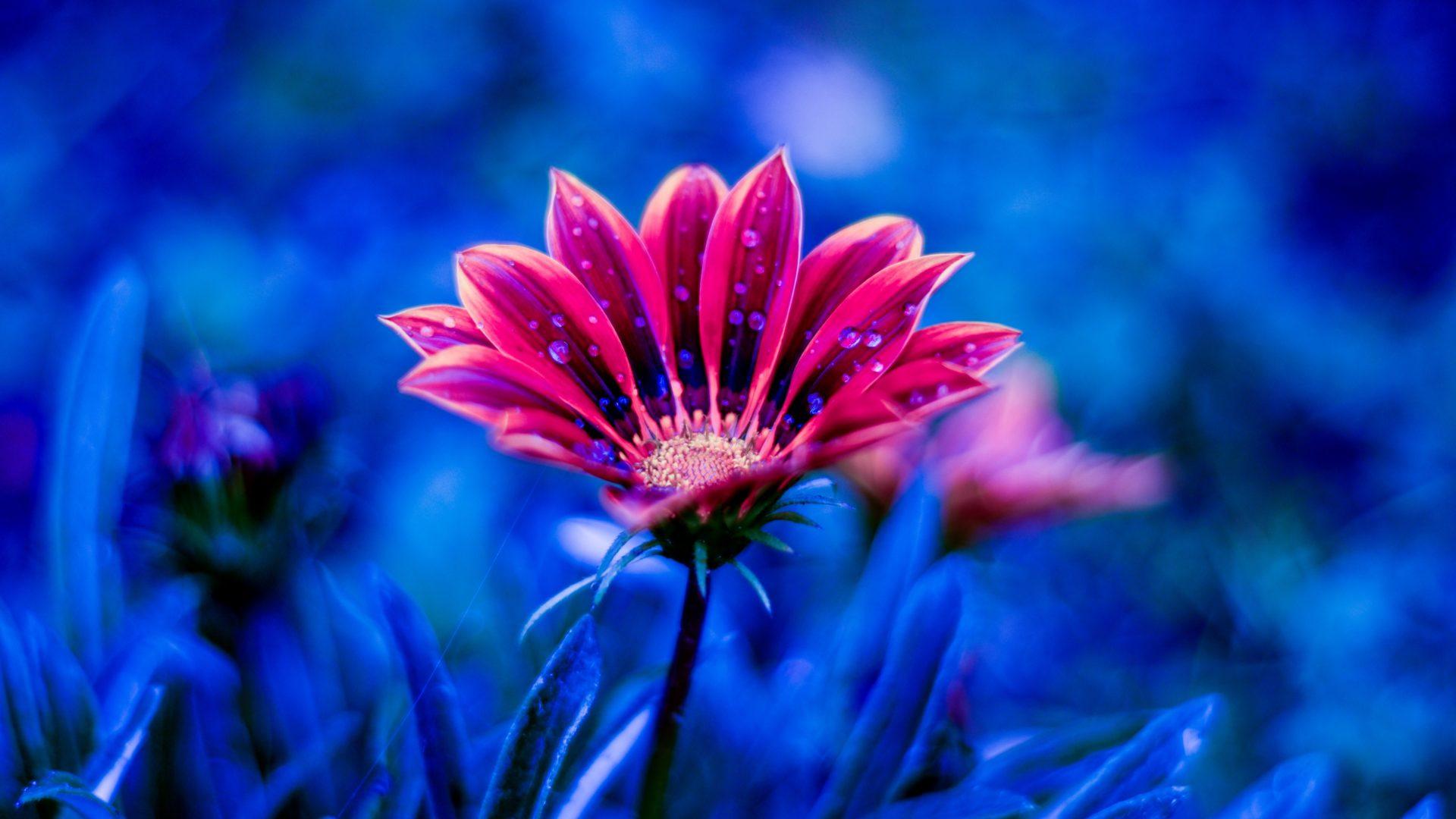 1920x1080 Beautiful Flower Red Flowers Dew Petals Blue Background 4k Ultra HD Desktop Wallpaper For Computers Laptop Tablet And Mobile Phones :
