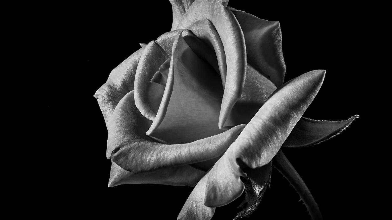1366x768 wallpaper for desktop, laptop. flower rose bw dark beautiful best nature