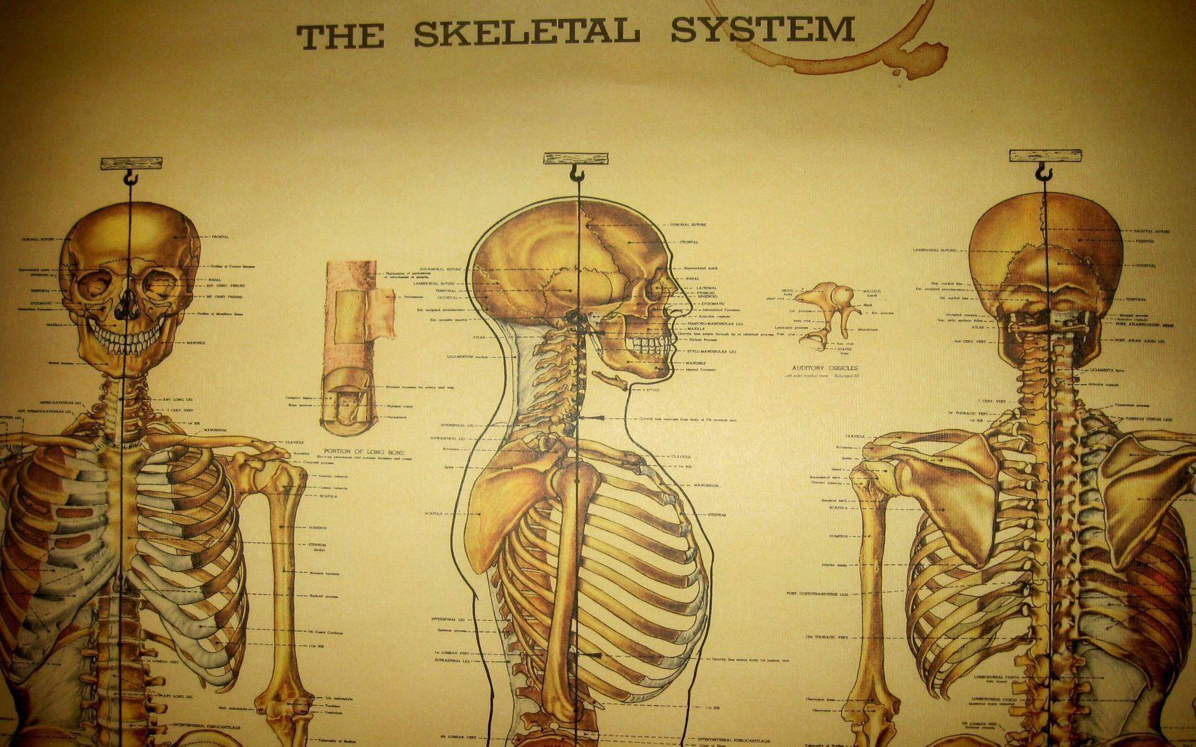 1680x1050 Download Medical Skeletal System Chart Wallpaper