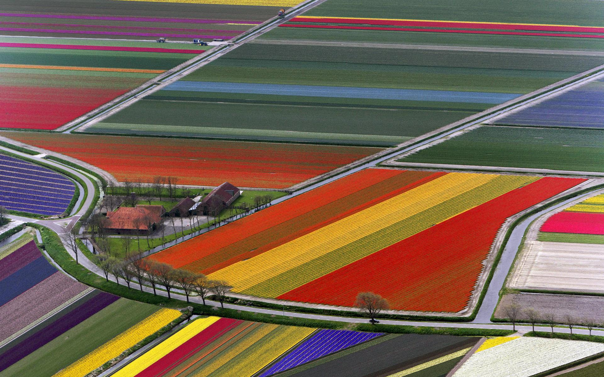 1920x1200 Tulip Fields Netherlands HD wallpaper