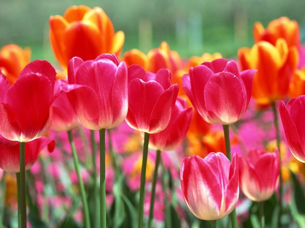 1024x768 Dutch tulip, tulip picture, tulip