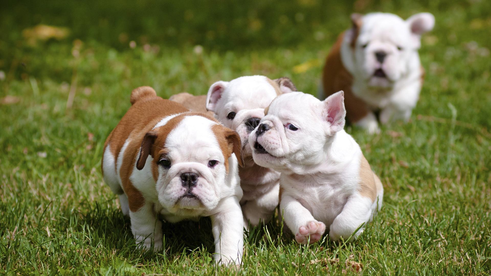 1920x1080 Reasons why English Bulldog puppies are the cutest things ever